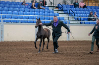 2020 - AB Morgan Horse - Fri, Sept 04 - 06178