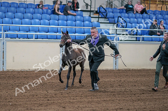2020 - AB Morgan Horse - Fri, Sept 04 - 06178