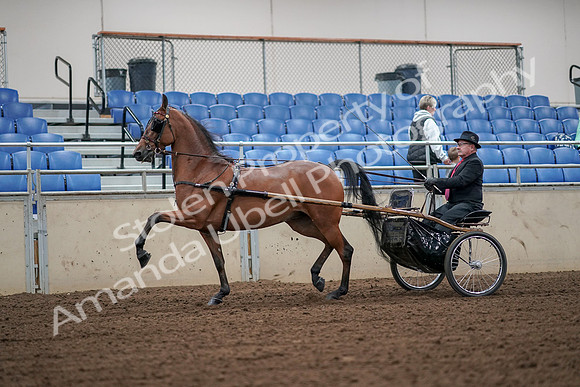 2019 Morgan Horse Show - Aug 30, 2019 - 13315