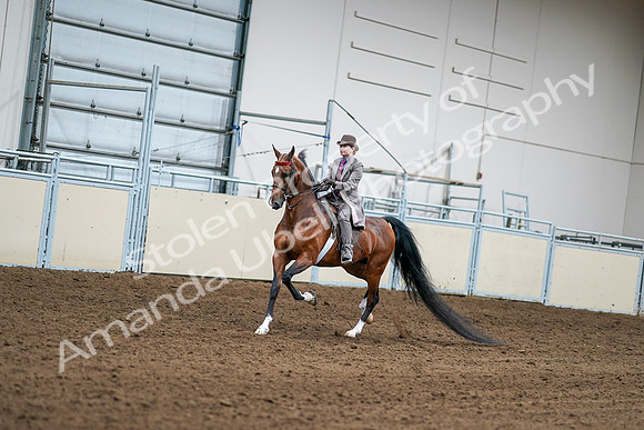 2020 - AB Morgan Horse - Sat, Sept 05 - 12075