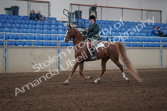 2019 Morgan Horse Show - Sept 01, 2019 - 12172