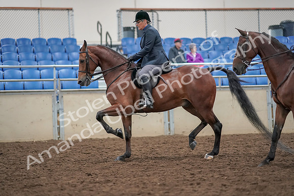 2019 Morgan Horse Show - Aug 30, 2019 - 20109