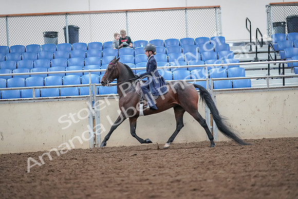 2019 Morgan Horse Show - Aug 30, 2019 - 17884