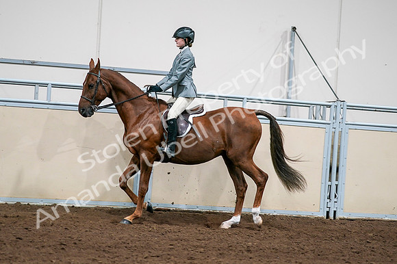 2020 - AB Morgan Horse - Fri, Sept 04 - 03040