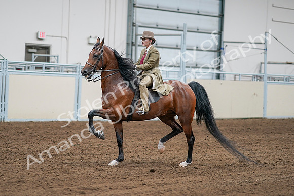 2020 - AB Morgan Horse - Sat, Sept 05 - 08081