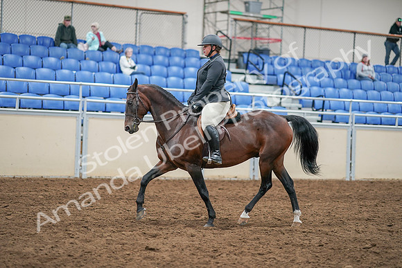 2020 - AB Morgan Horse - Sat, Sept 05 - 14303