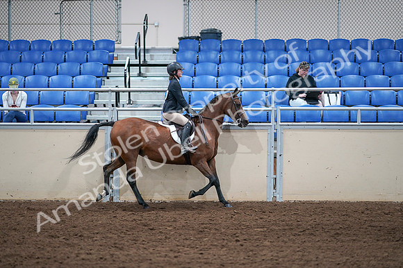 2020 - AB Morgan Horse - Fri, Sept 04 - 02196