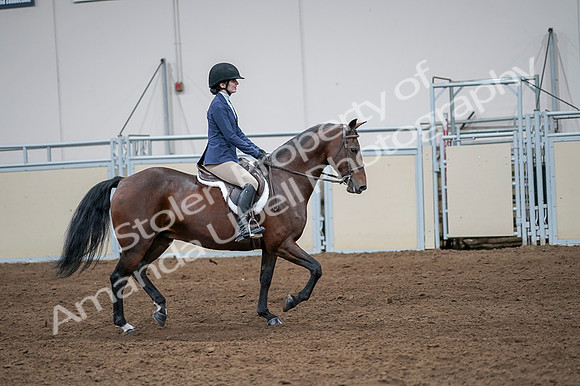 2020 - AB Morgan Horse - Fri, Sept 04 - 05989
