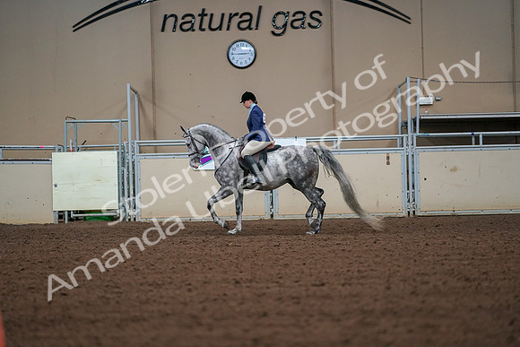 2019 Morgan Horse Show - Aug 30, 2019 - 16151