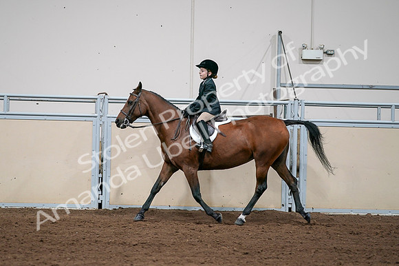 2020 - AB Morgan Horse - Fri, Sept 04 - 02070
