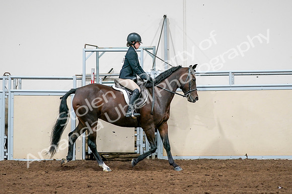 2020 - AB Morgan Horse - Sat, Sept 05 - 14551