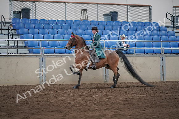 2019 Morgan Horse Show - Sept 01, 2019 - 13167