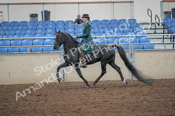 2019 Morgan Horse Show - Aug 30, 2019 - 15413