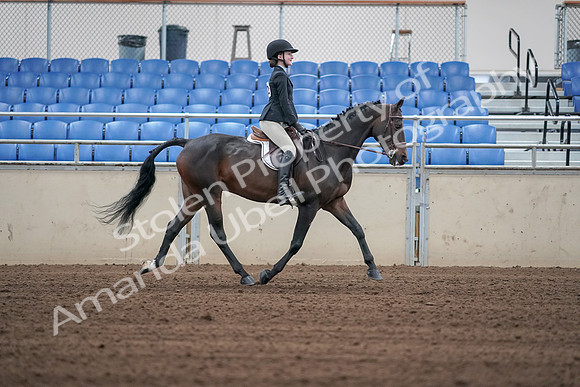 2019 Morgan Horse Show - Sept 01, 2019 - 03828