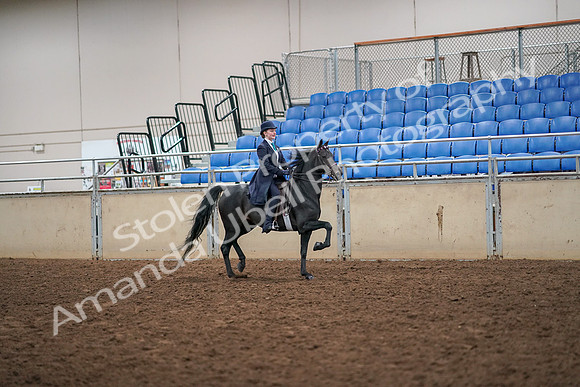 2019 Morgan Horse Show - Aug 30, 2019 - 12367