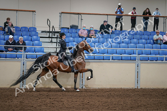 2020 - AB Morgan Horse - Sat, Sept 05 - 06820