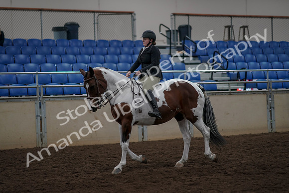 2019 Morgan Horse Show - Aug 30, 2019 - 31117