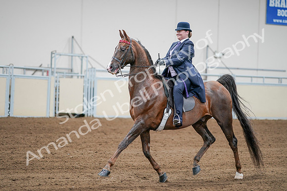 2020 - AB Morgan Horse - Fri, Sept 04 - 08219