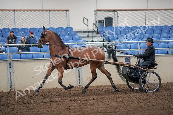 2019 Morgan Horse Show - Aug 30, 2019 - 13202