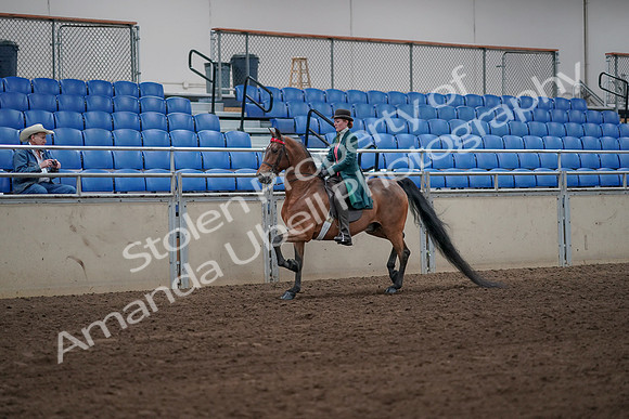 2019 Morgan Horse Show - Sept 01, 2019 - 13154