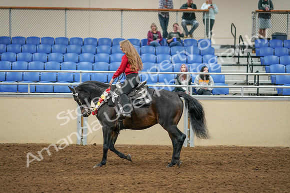 2020 - AB Morgan Horse - Sat, Sept 05 - 10374