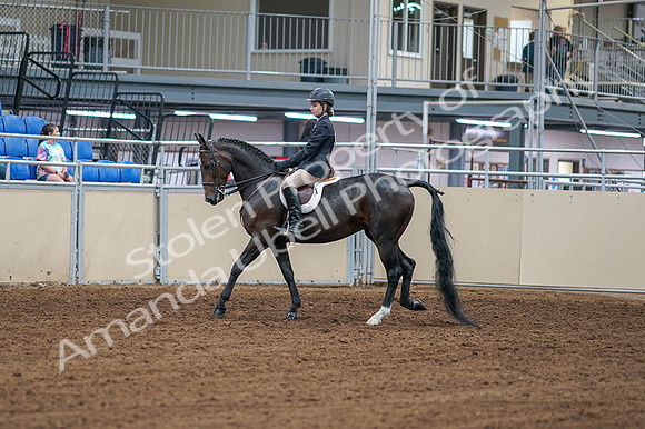 2020 - AB Morgan Horse - Fri, Sept 04 - 01987