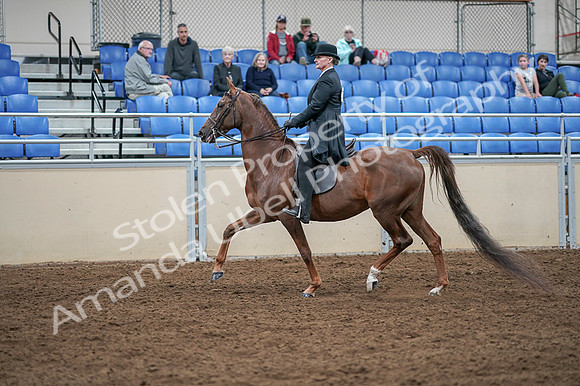 2020 - AB Morgan Horse - Fri, Sept 04 - 07935