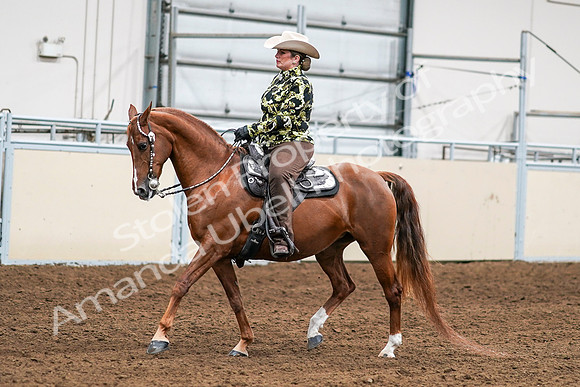 2020 - AB Morgan Horse - Sat, Sept 05 - 08987