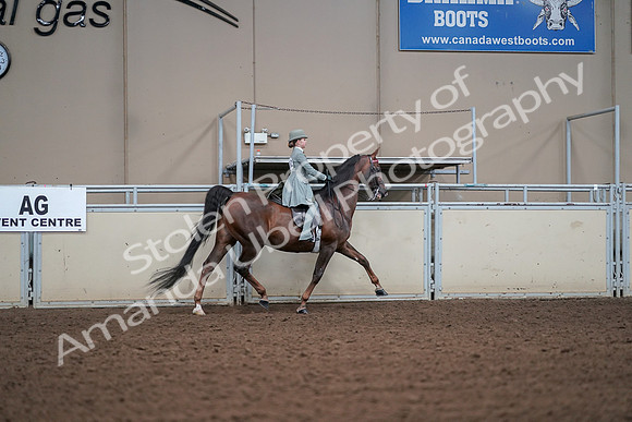 2019 Morgan Horse Show - Aug 30, 2019 - 18081