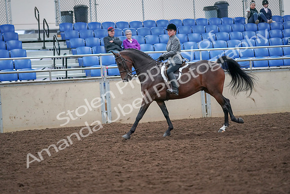 2019 Morgan Horse Show - Aug 30, 2019 - 20501