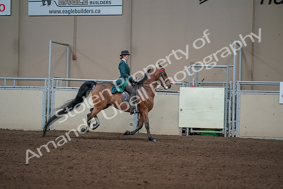 2019 Morgan Horse Show - Sept 01, 2019 - 13384