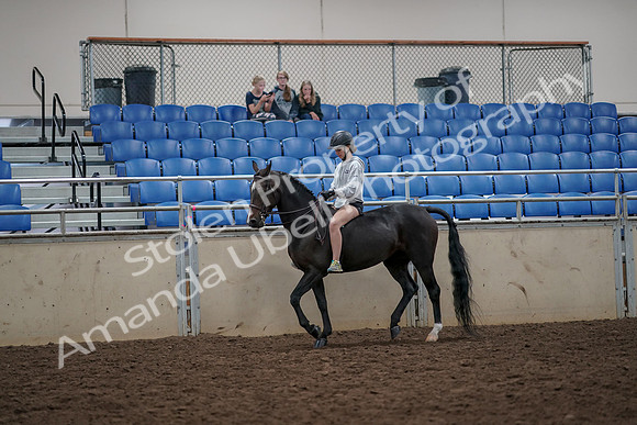 2019 Morgan Horse Show - Aug 30, 2019 - 31217