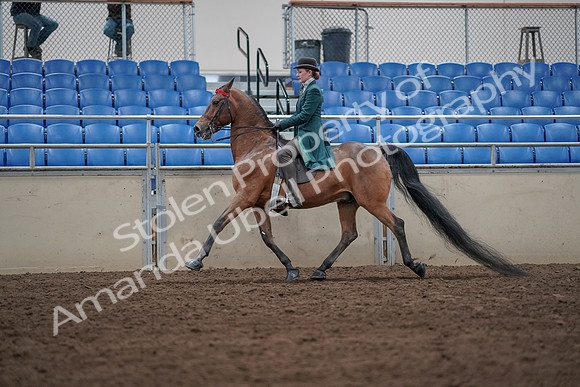 2019 Morgan Horse Show - Sept 01, 2019 - 13223