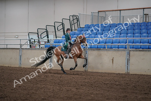 2019 Morgan Horse Show - Sept 01, 2019 - 13399