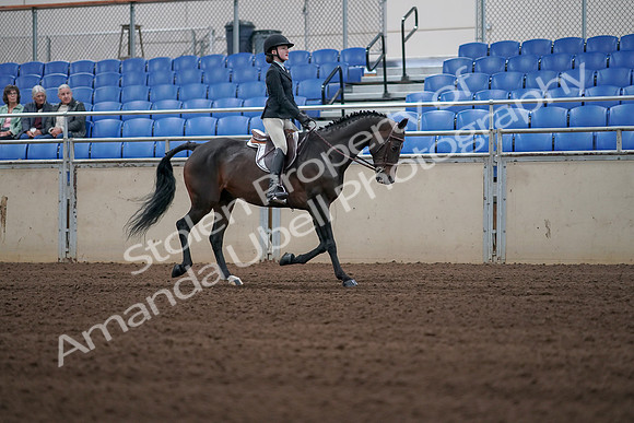 2019 Morgan Horse Show - Sept 01, 2019 - 03933