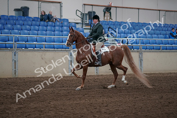 2019 Morgan Horse Show - Sept 01, 2019 - 12174