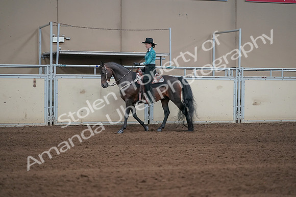 2019 Morgan Horse Show - Sept 01, 2019 - 06911