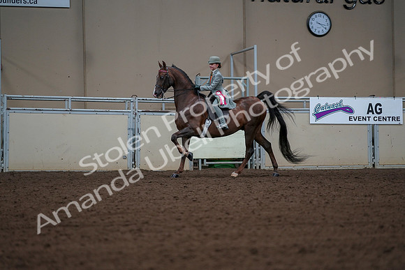 2019 Morgan Horse Show - Aug 30, 2019 - 18228