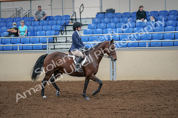 2020 - AB Morgan Horse - Fri, Sept 04 - 06085