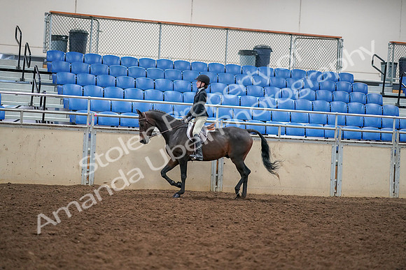 2019 Morgan Horse Show - Aug 30, 2019 - 12259