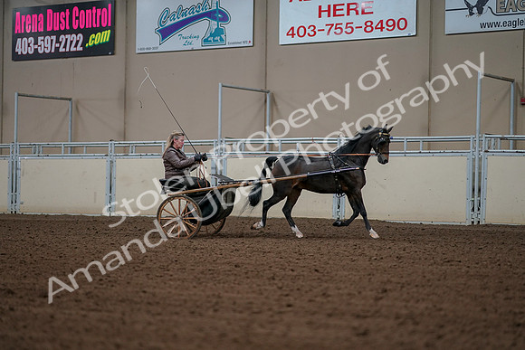 2019 Morgan Horse Show - Aug 30, 2019 - 13359