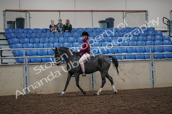 2019 Morgan Horse Show - Aug 30, 2019 - 31137