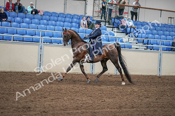 2020 - AB Morgan Horse - Fri, Sept 04 - 07894