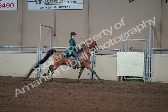 2019 Morgan Horse Show - Sept 01, 2019 - 13382