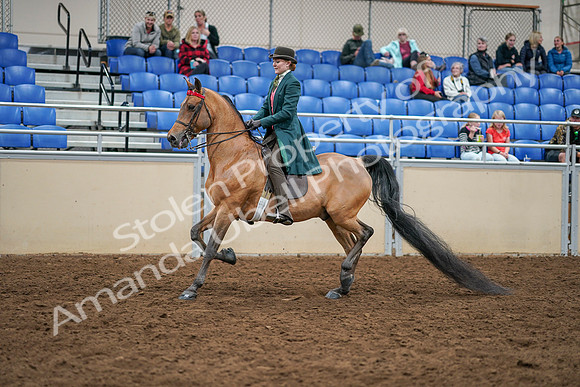 2020 - AB Morgan Horse - Sat, Sept 05 - 13769