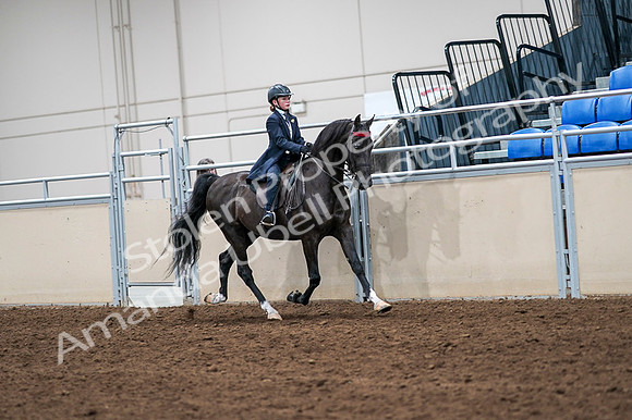 2020 - AB Morgan Horse - Fri, Sept 04 - 03126