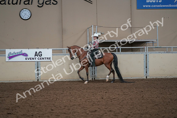 2019 Morgan Horse Show - Aug 30, 2019 - 25994