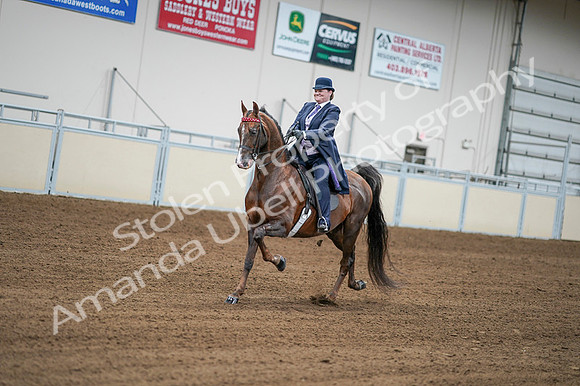 2020 - AB Morgan Horse - Fri, Sept 04 - 08198