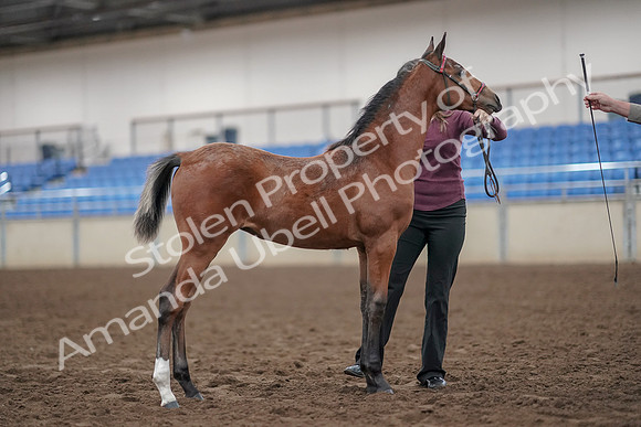 2019 Morgan Horse Show - Aug 31, 2019 - 00446