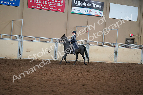 2019 Morgan Horse Show - Aug 30, 2019 - 12219